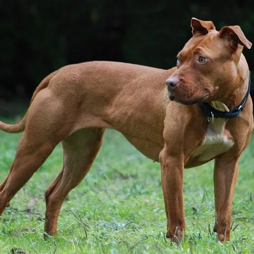 Pit Bull Terrier