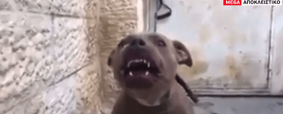 pitbull