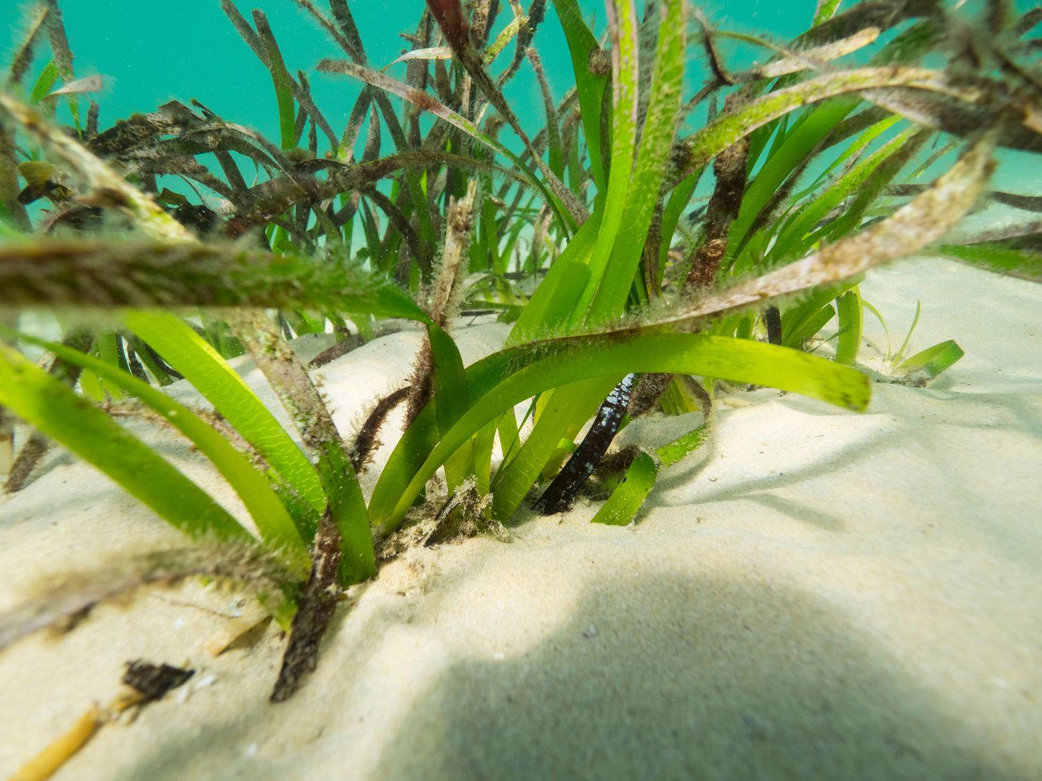 PosidoniaAustralis closeUp