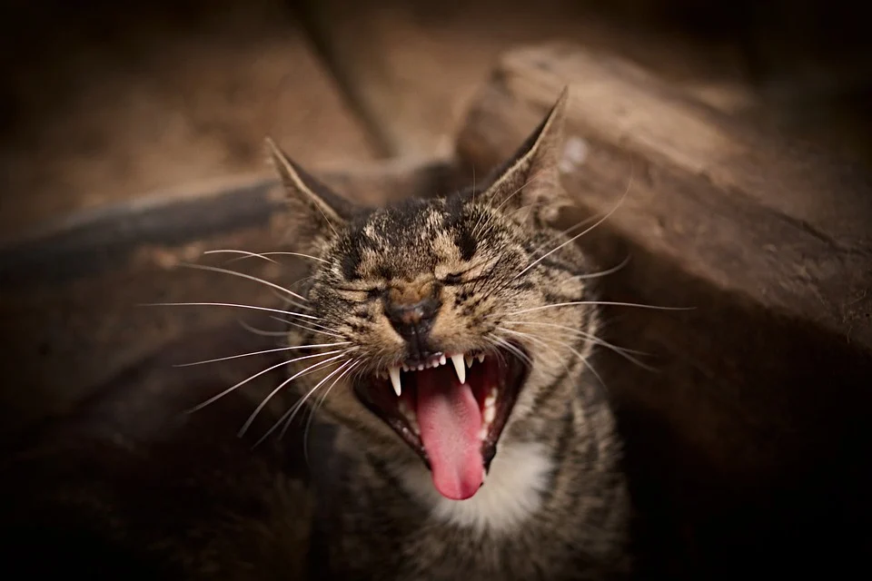 gata