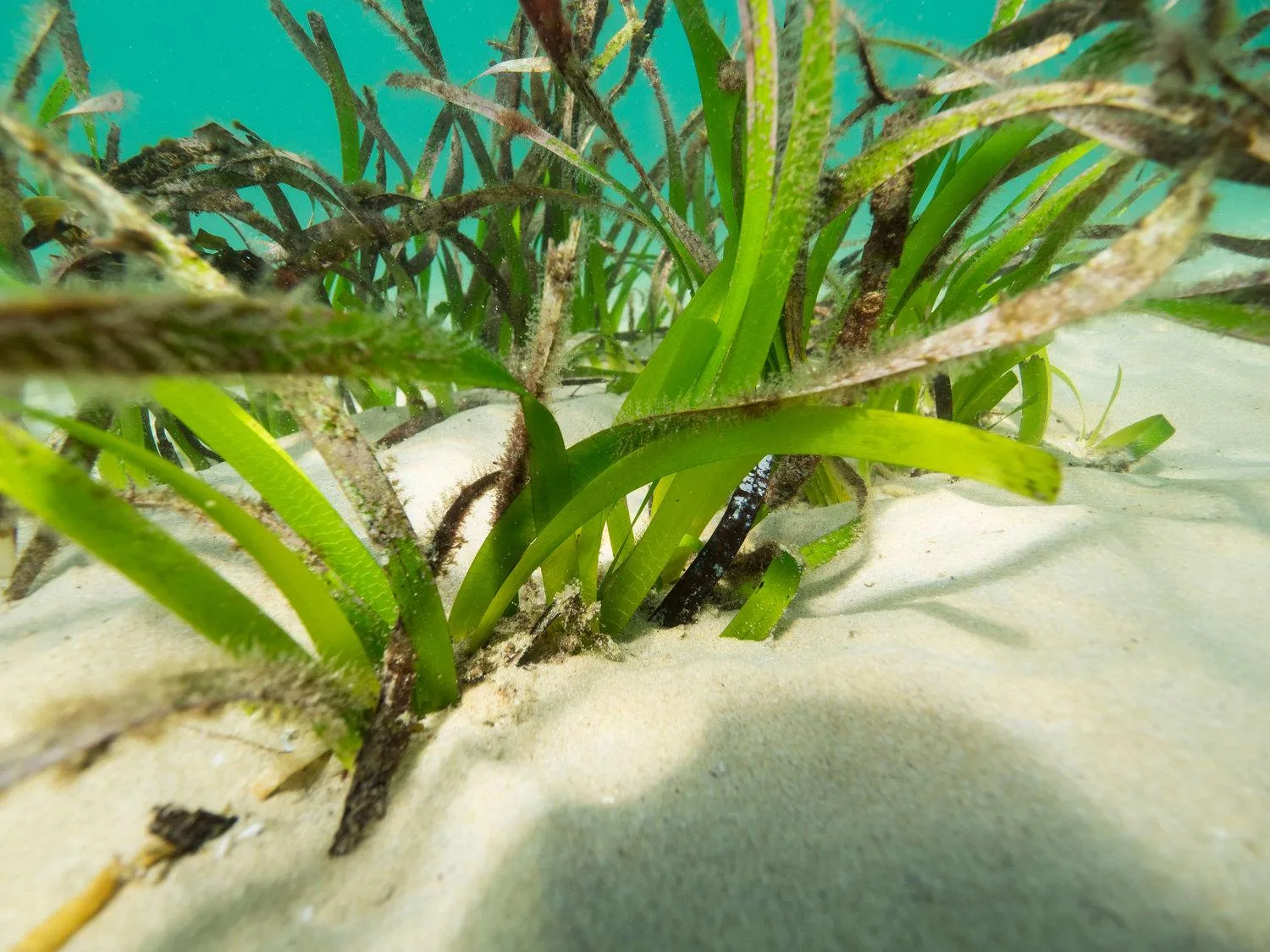 PosidoniaAustralis closeUp
