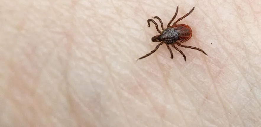 tsimpouri lyme