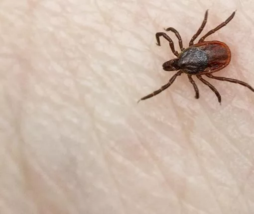 tsimpouri lyme