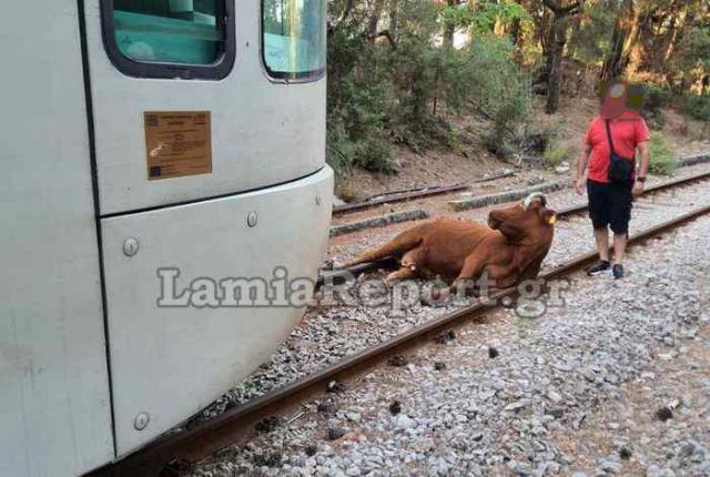 treno agelada