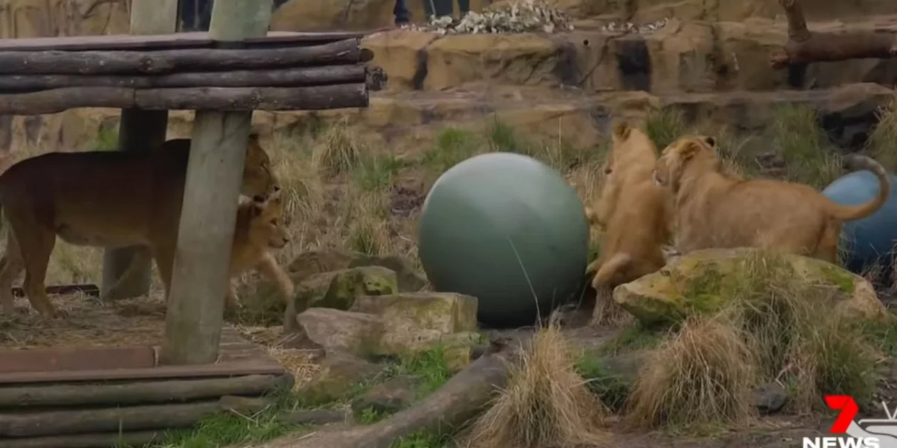 taronga zoo lions.jpg