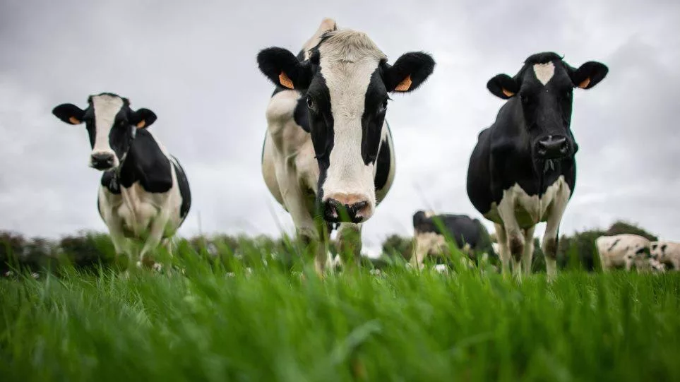 cows ne