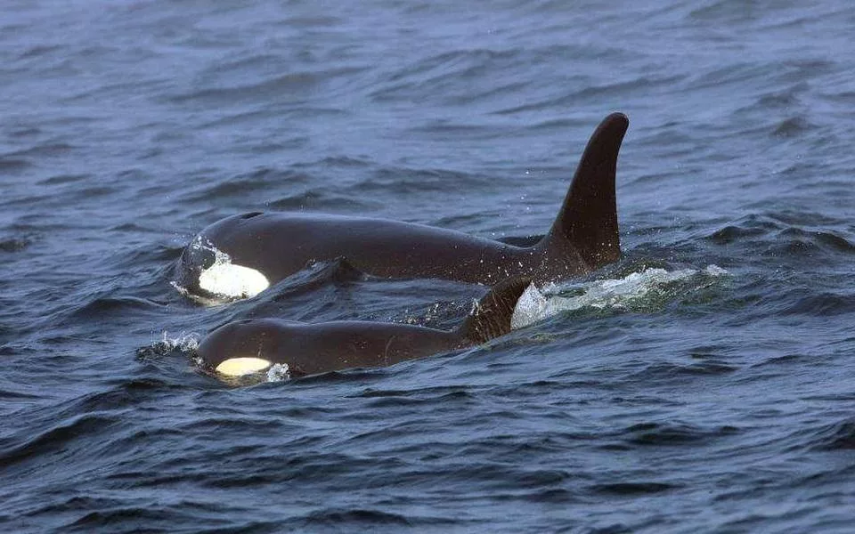 Orcas AP