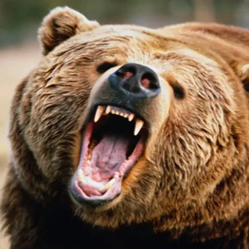 angry bear arkouda 11112.jpg