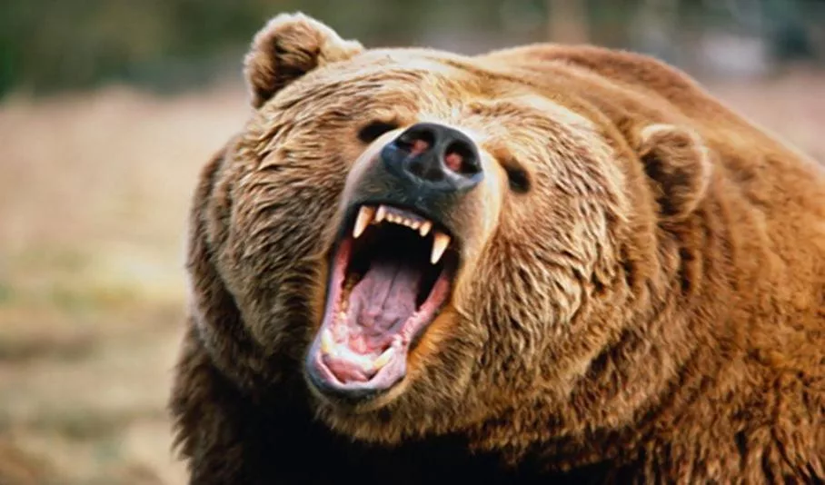 angry bear arkouda 11112.jpg
